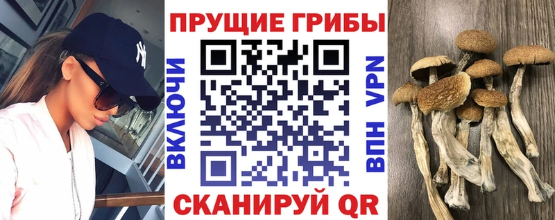 kraken tor  Тимашёвск  Псилоцибиновые грибы мицелий  купить  